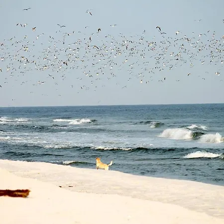 شقة White Pearl 2.10 *